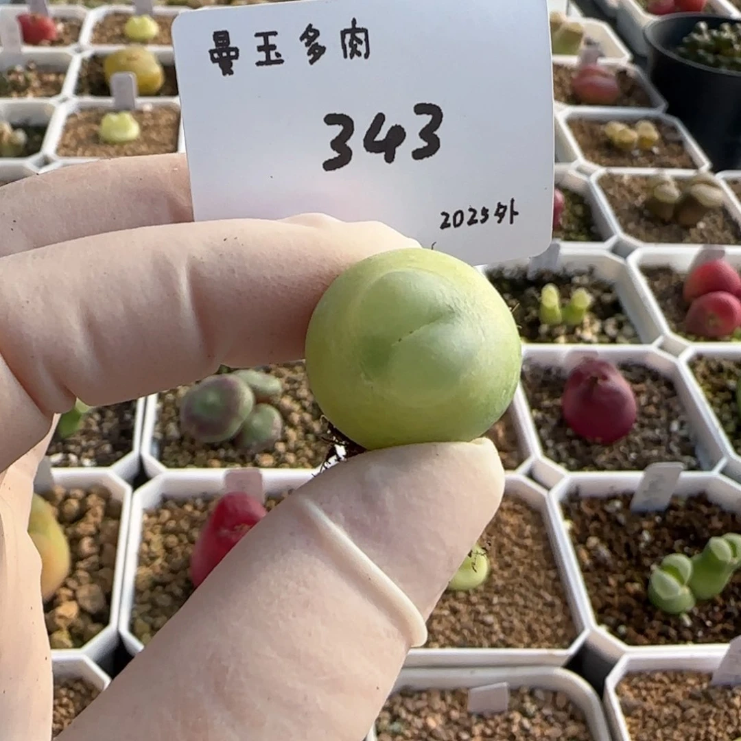 拖****鞋多肉多肉多肉2025-343