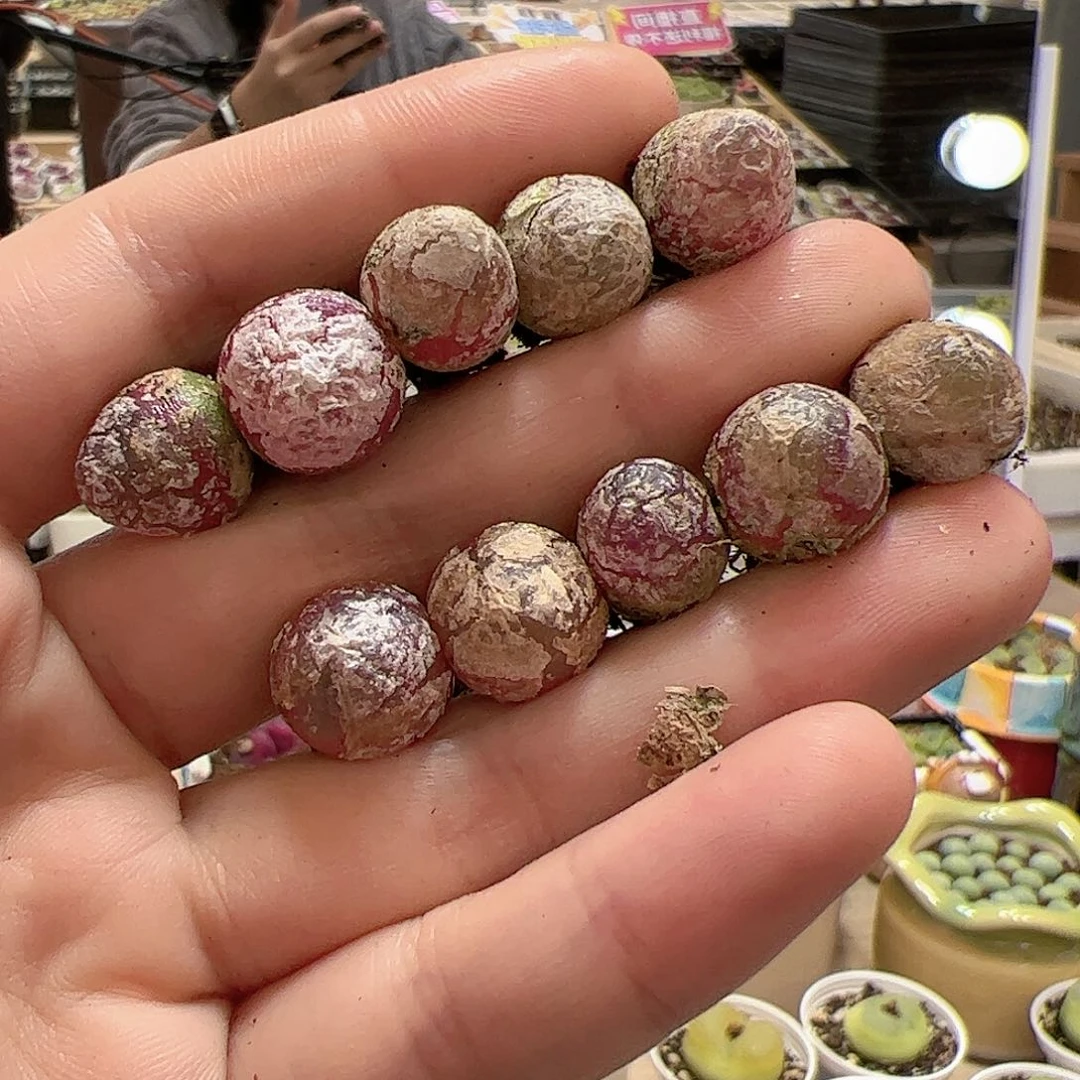 【闪购商品】122 灯泡x10