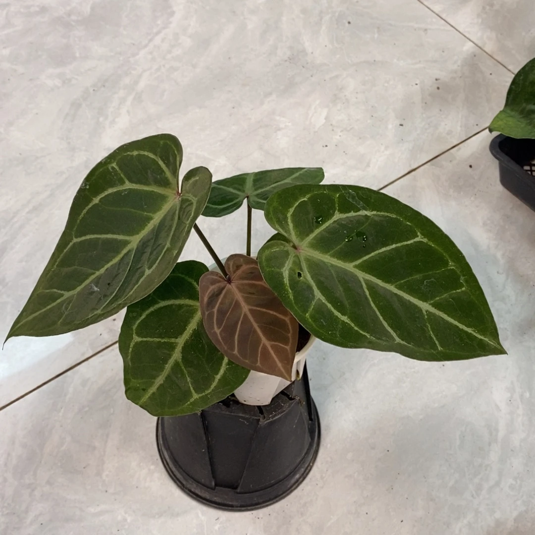 不开花植物27 红水晶杂（活动两颗包邮 不售后）