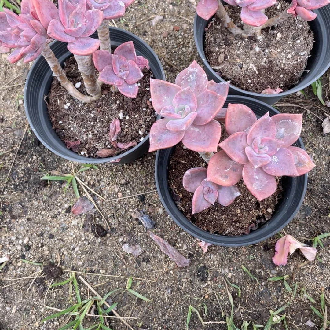 •***·芒果寄养发货 六月六