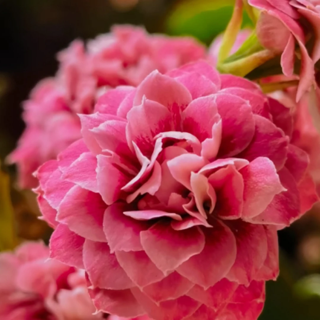 （玄女猫眼110盆）猫眼系列 稀有品种 室内懒人花盆栽