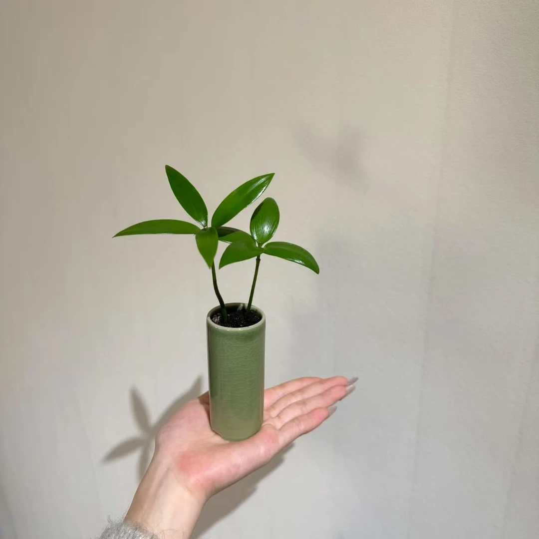 【四叶草】幸运竹柏室内好养茶桌书桌绿植加赠陶瓷花盆