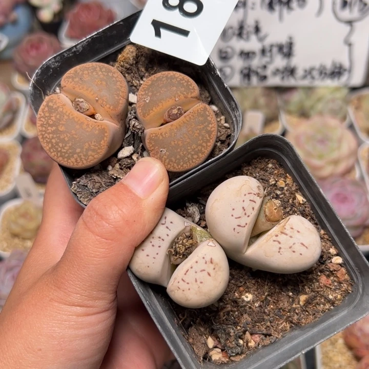 182 多肉植物组合盆栽