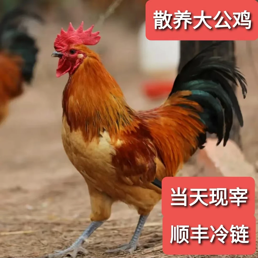 特价款散养大公鸡沂蒙山草鸡农家散养土鸡笨鸡溜达鸡