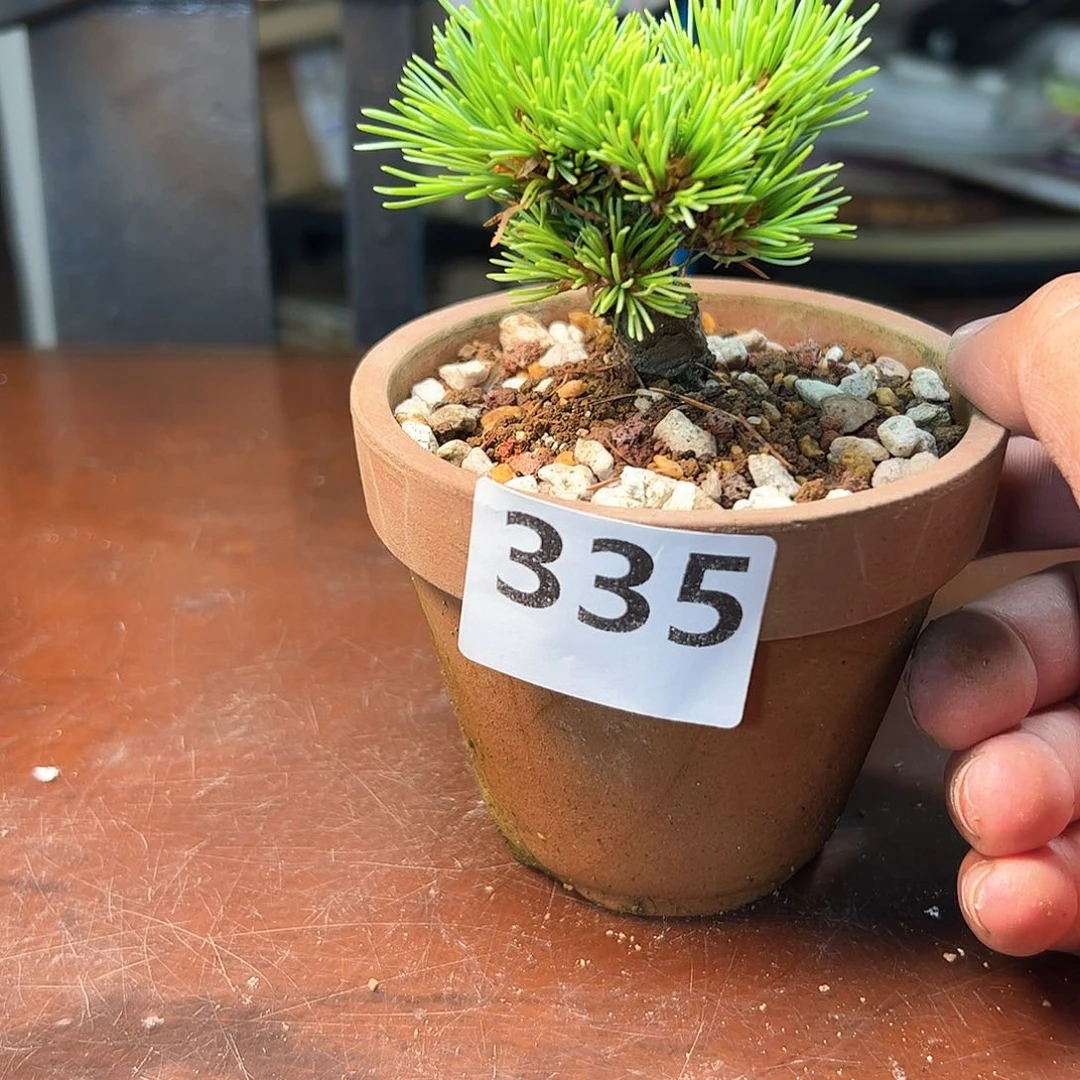 完全开放松树健健康康了