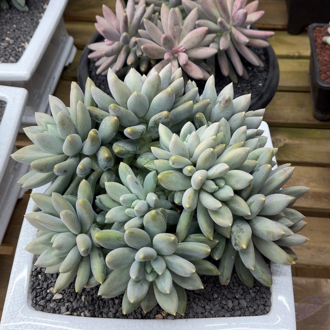 啊啊啊啊啊啊啊啊啊啊