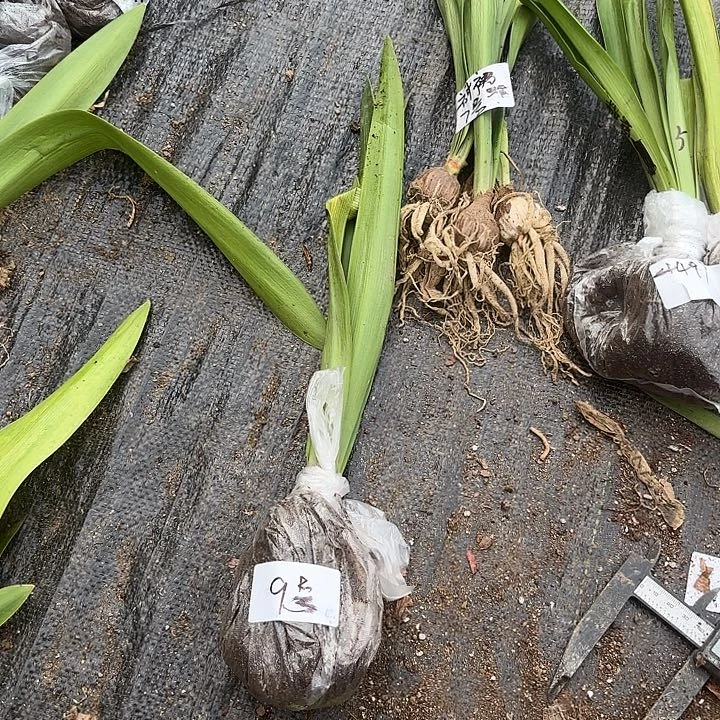 选美皇后4左右带土闪9号