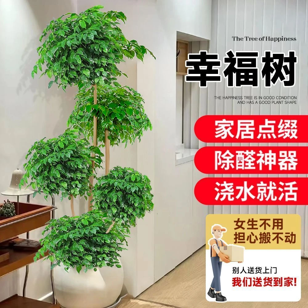 【多层生机】幸福树客厅盆栽大型多层植物老桩好养乔迁吸除甲醛平