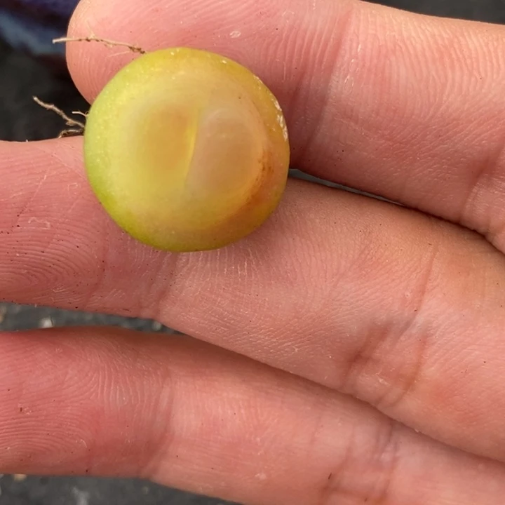 1124大拉登一颗一颗