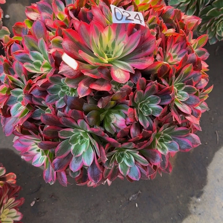 0000000000024花样年华多肉植物