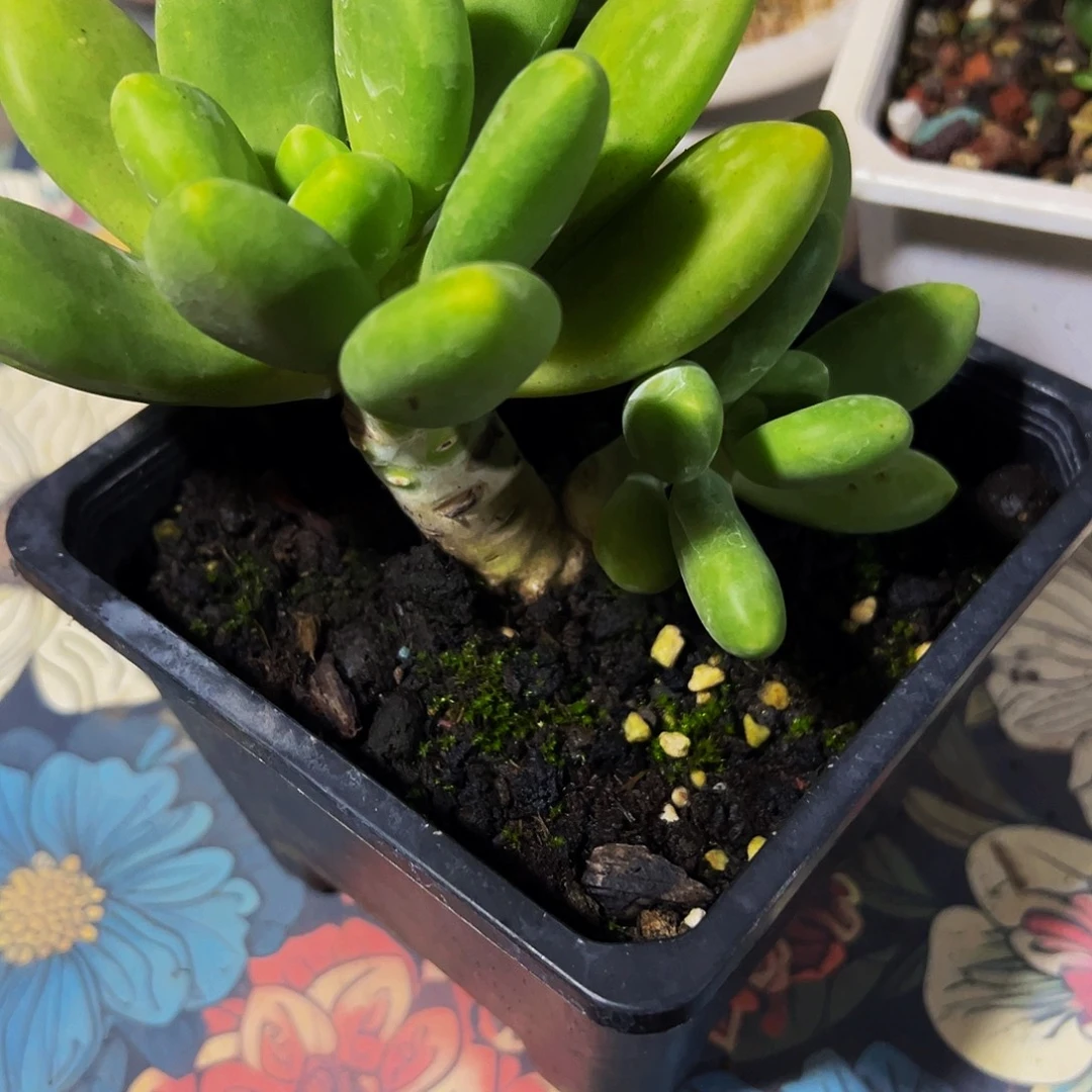 荣***荣芒果奶多肉植物一颗