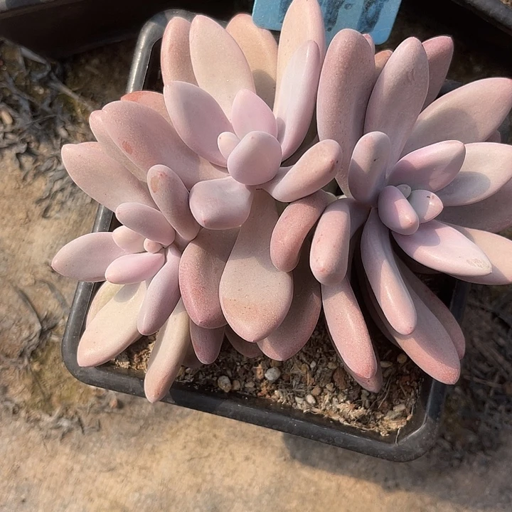 岁***好炸福利，两单包邮41