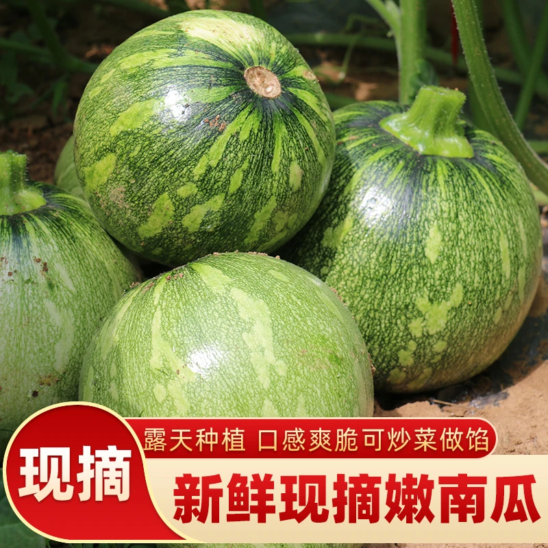 邳州嫩南瓜新鲜现摘小嫩南瓜农家自种迷你小圆瓜绿皮青瓜当季蔬菜