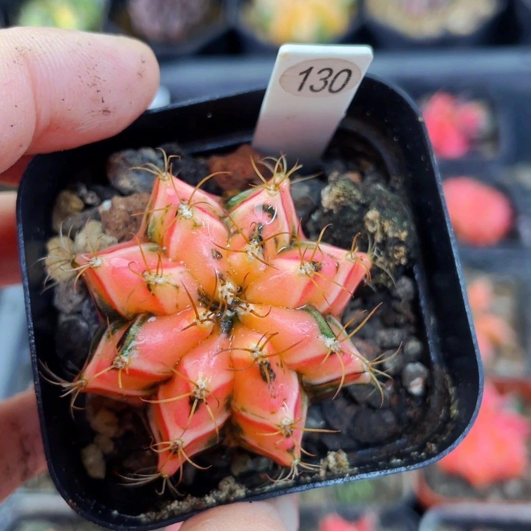 用****5盆5公分满25包邮仙人球裸根