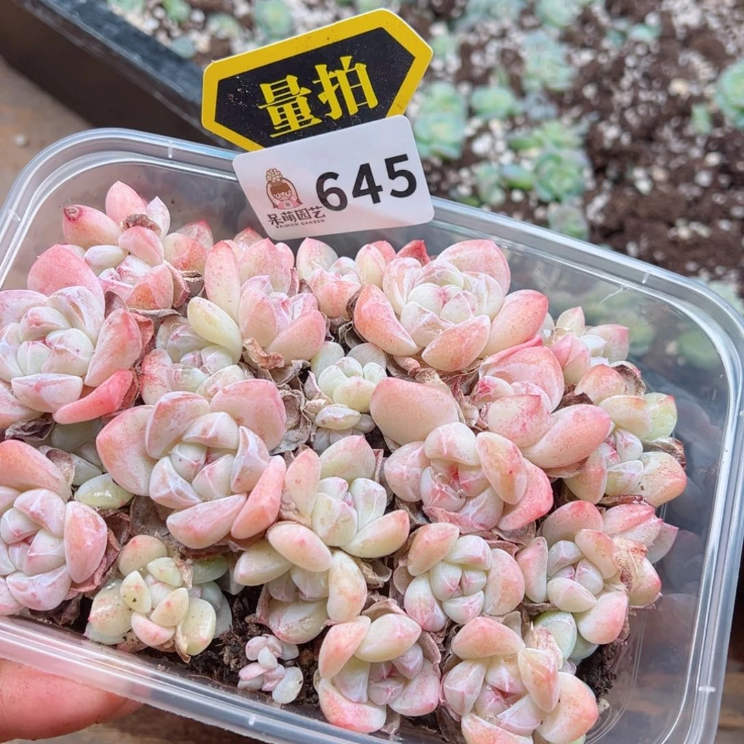 多肉植物多肉植物