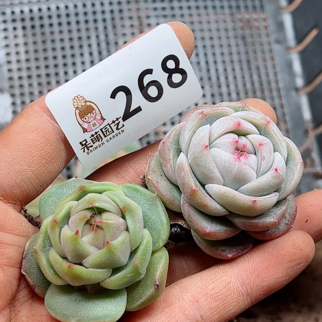 多肉植物多肉植物