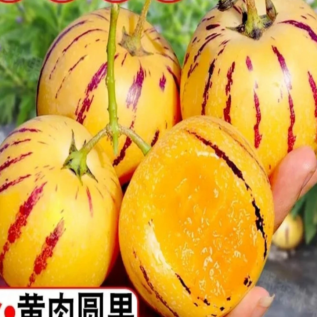 1云南树上熟黄肉圆果果新鲜清甜人参果 孕妇可食用