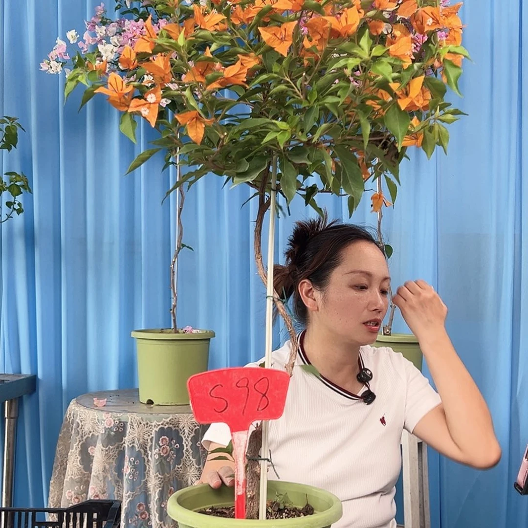 心***夕当前无花栽培后可以开花S98橙桑巴