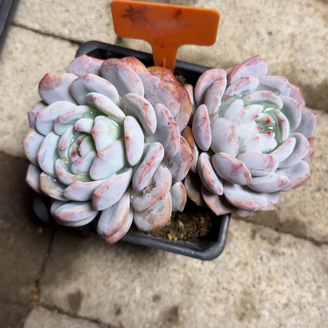 星影双头111111111111111