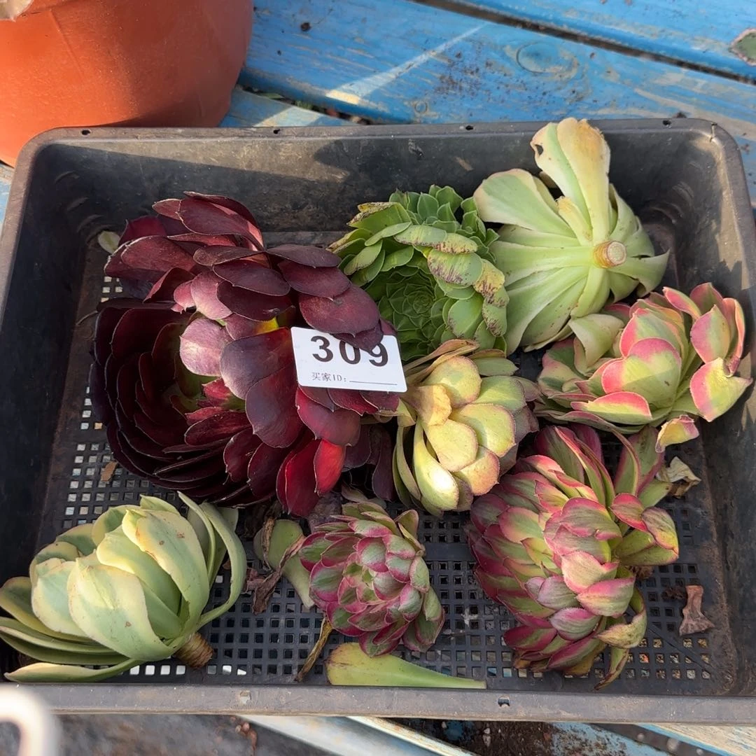 砍头苗多肉植物0309