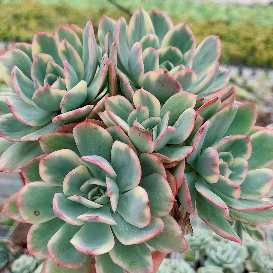 绮罗仙子锦多头群生贵货