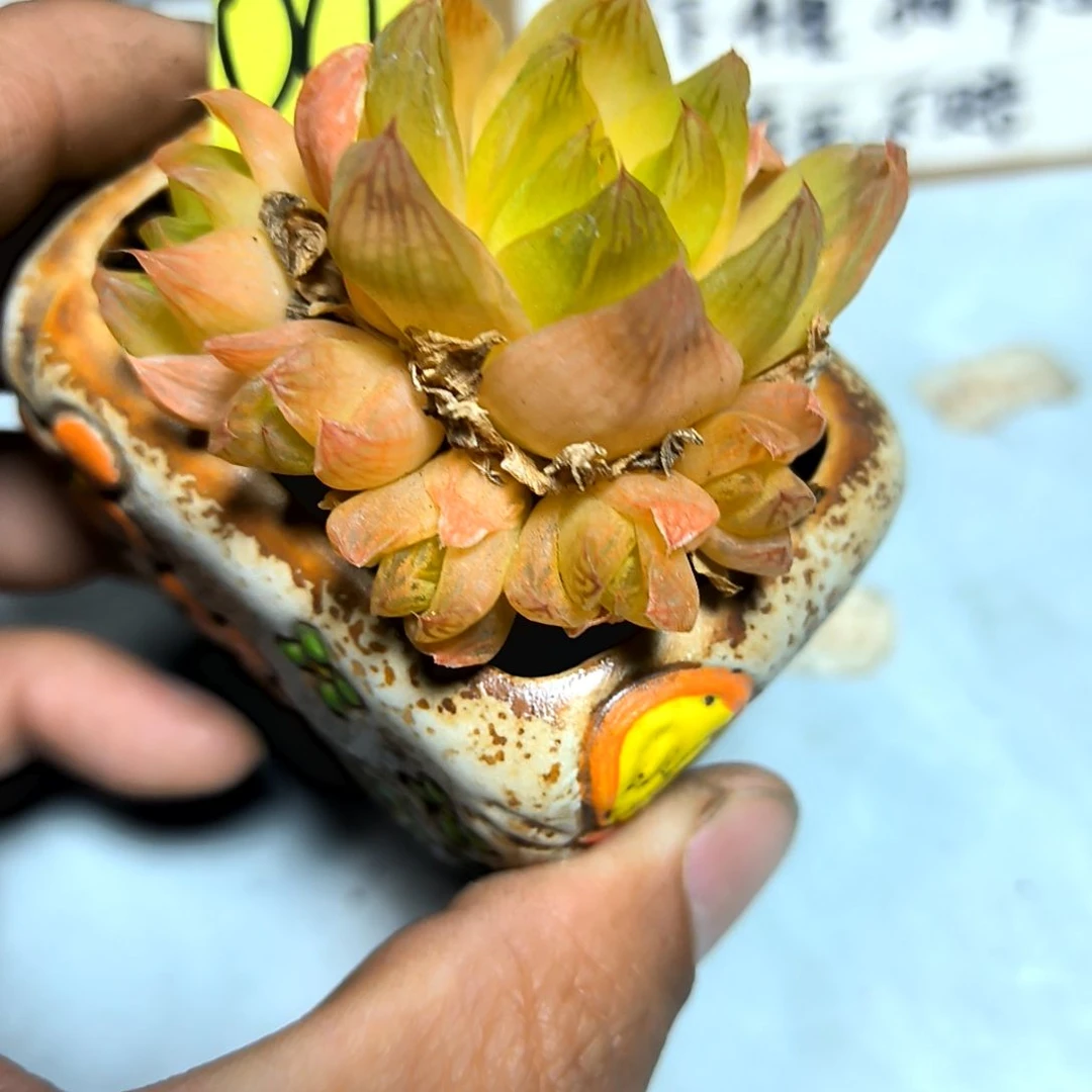 满6元包邮，#4黄金菊多头