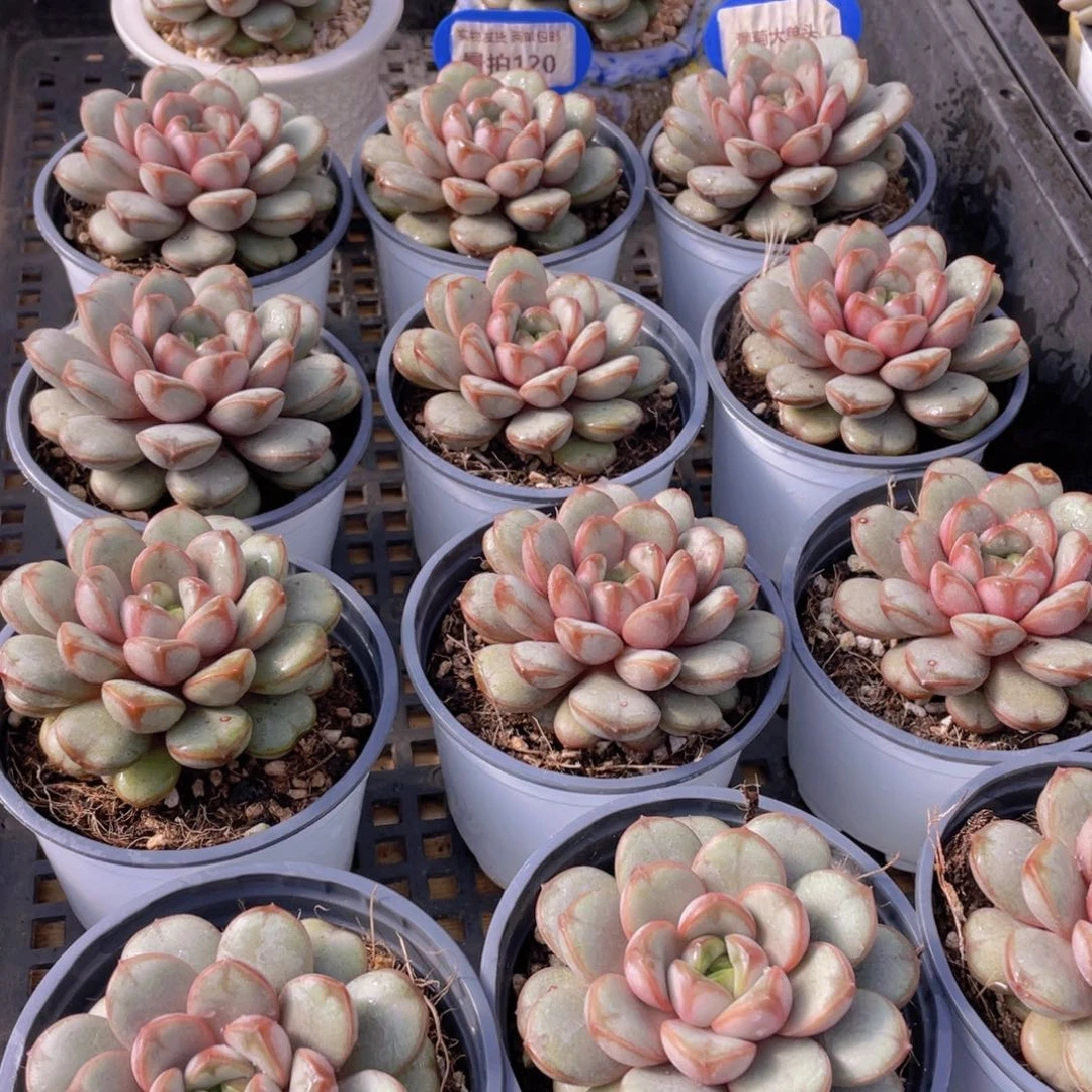 量拍120号 葡萄大单头一个