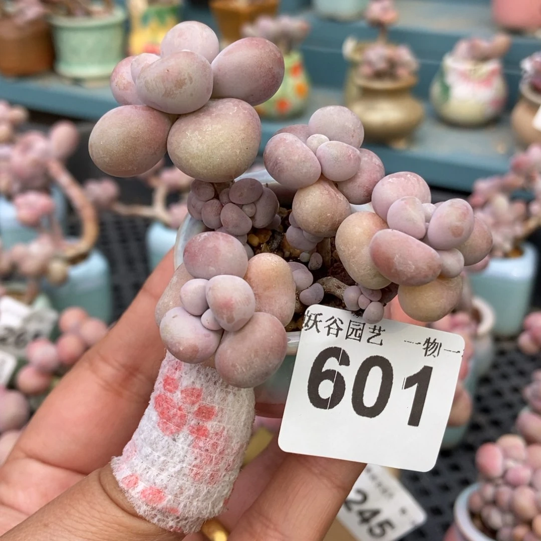 601糖果腰子蛋带盆土