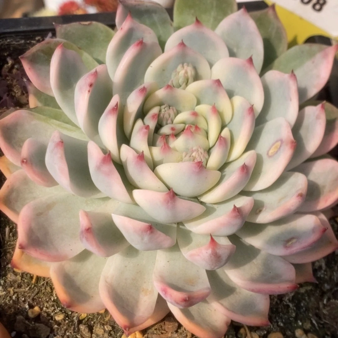 308锦锦锦锦锦锦锦锦