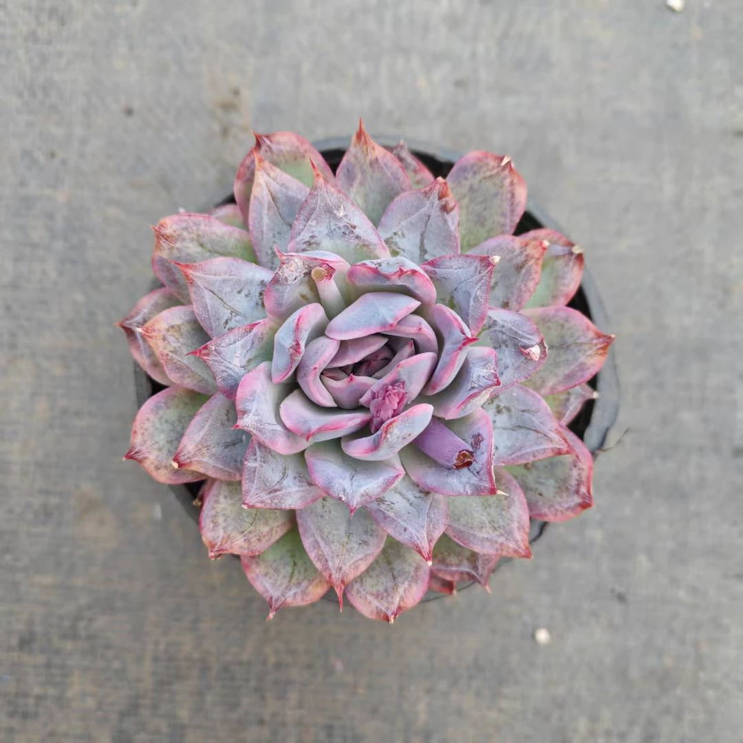 10#许仙多肉植物sm0522      前男友精品多肉