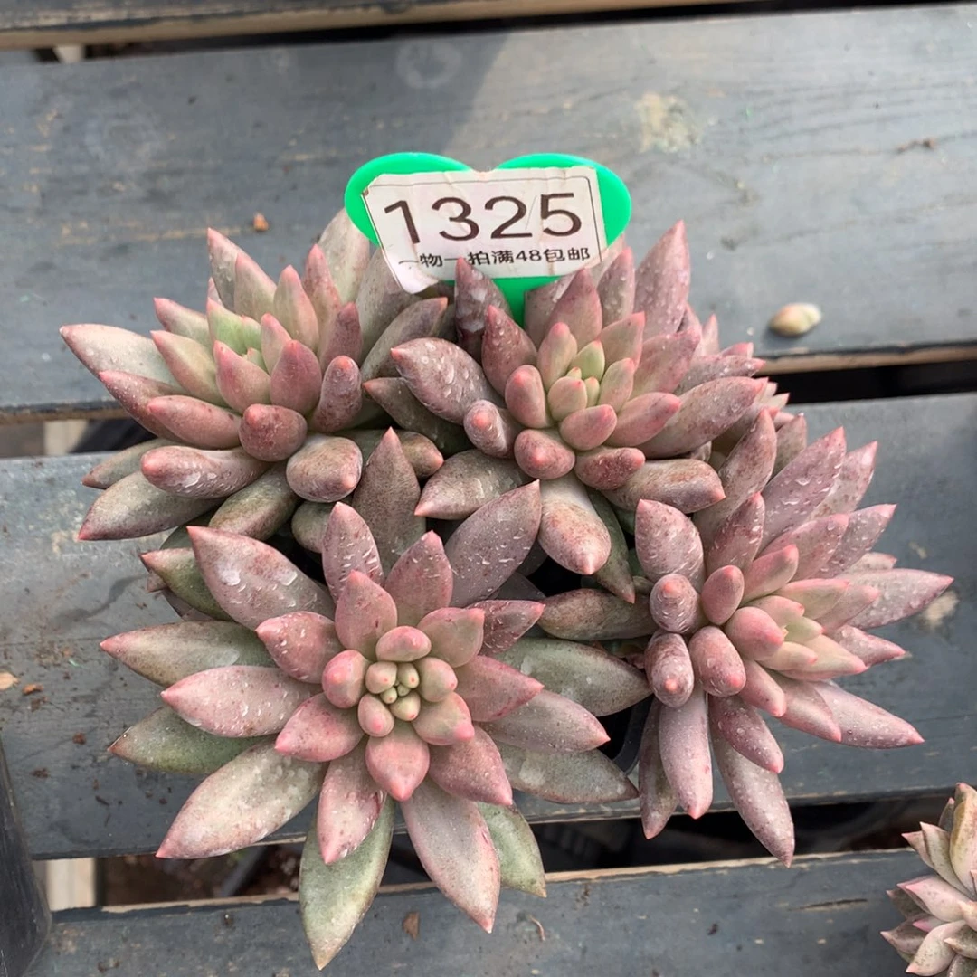 红蜻蜓无砍微瑕疵1325