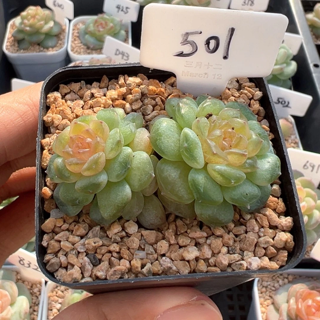 微***笑501号风花雪月系列流萤