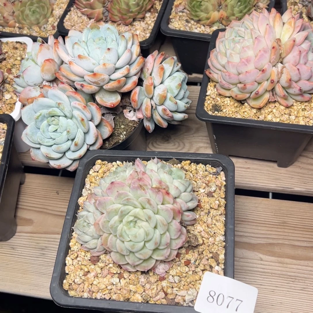 岚***18077肉多哦多哦多哟