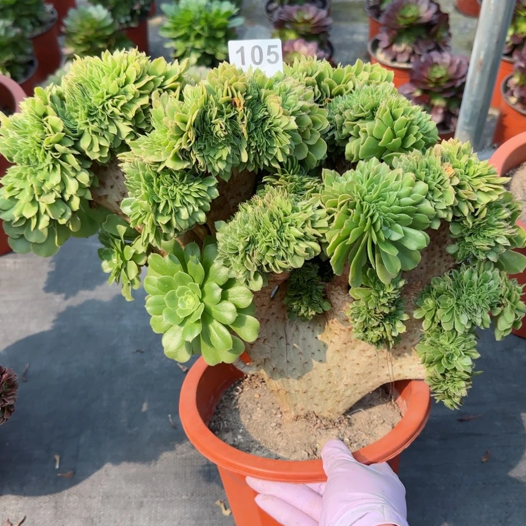 平105多肉植物绿缀
