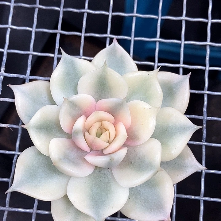 贝加尔湖锦多肉植物