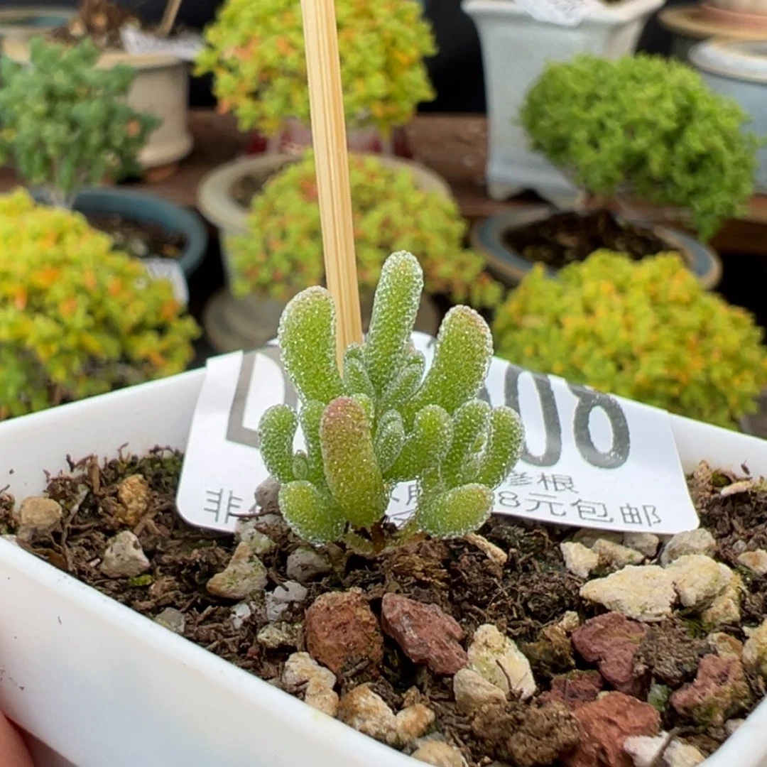 【闪购商品】dy6908优选实生冰晶杂冠幅1.5cm