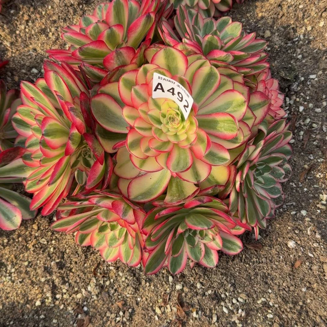 花*492寄养到秋多肉植物