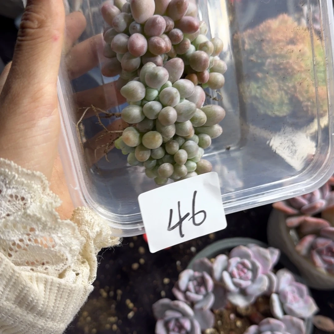 淡***忆两颗汤圆缀化一物一拍46