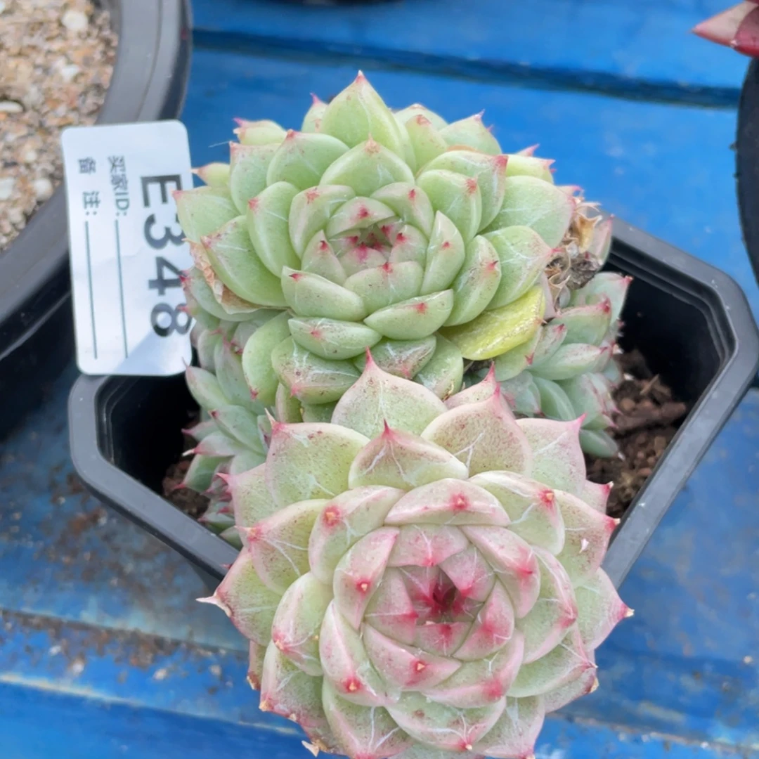 无花朵若如东云单拍E348