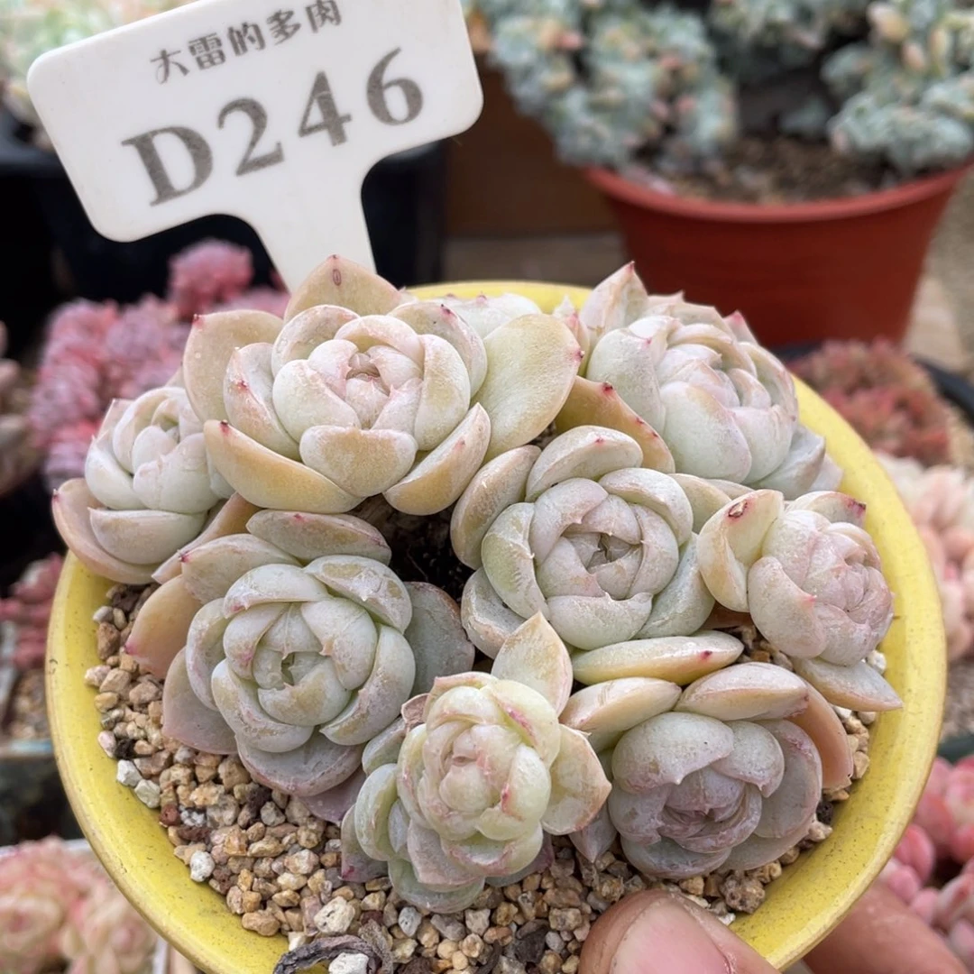 小*?246胖虎不带盆12厘米