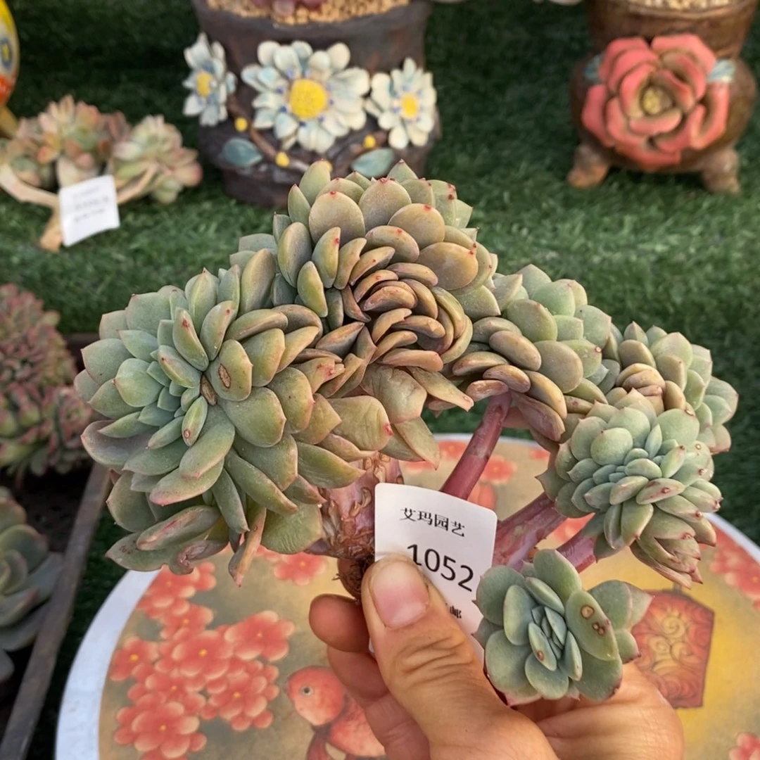 泡芙杂交缀化多肉多肉052