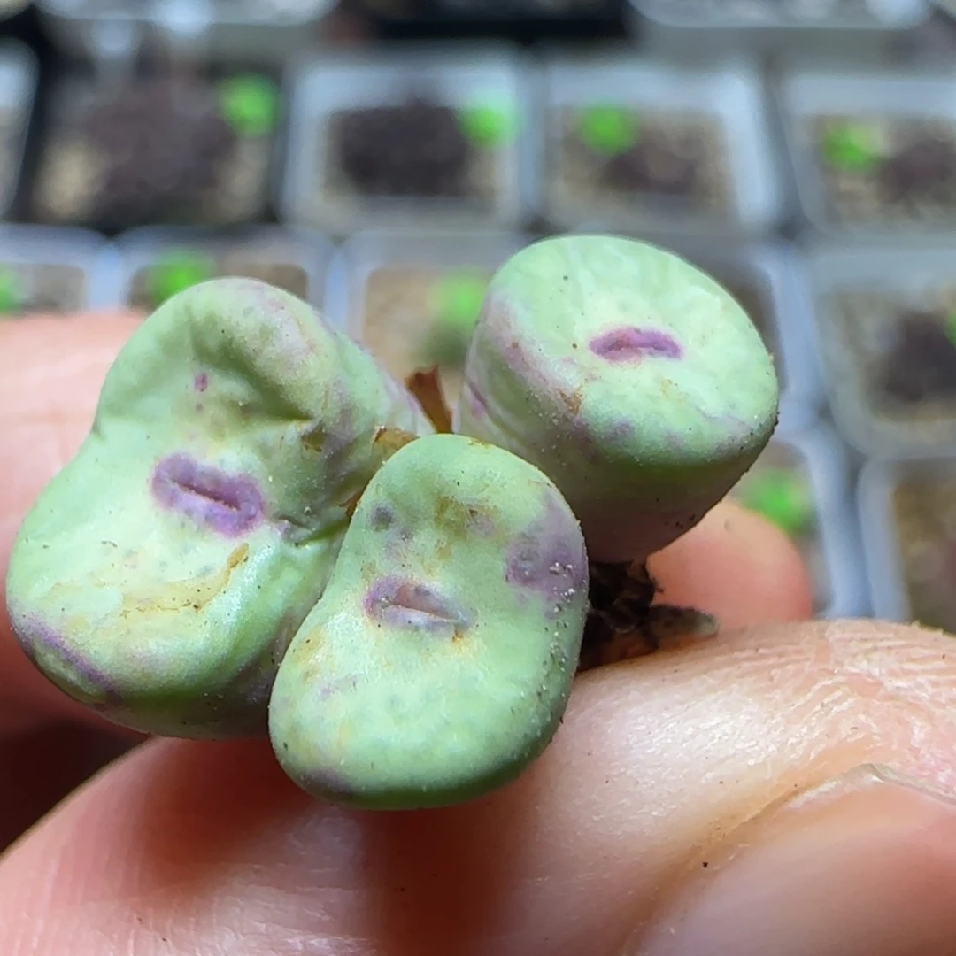 红嘴漂亮多肉植物358