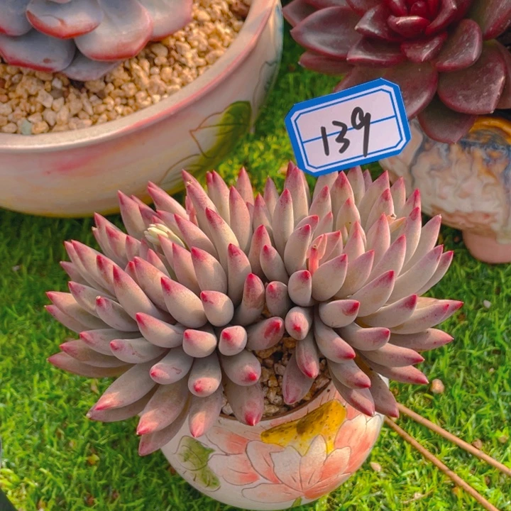 谢谢你的支持000000139