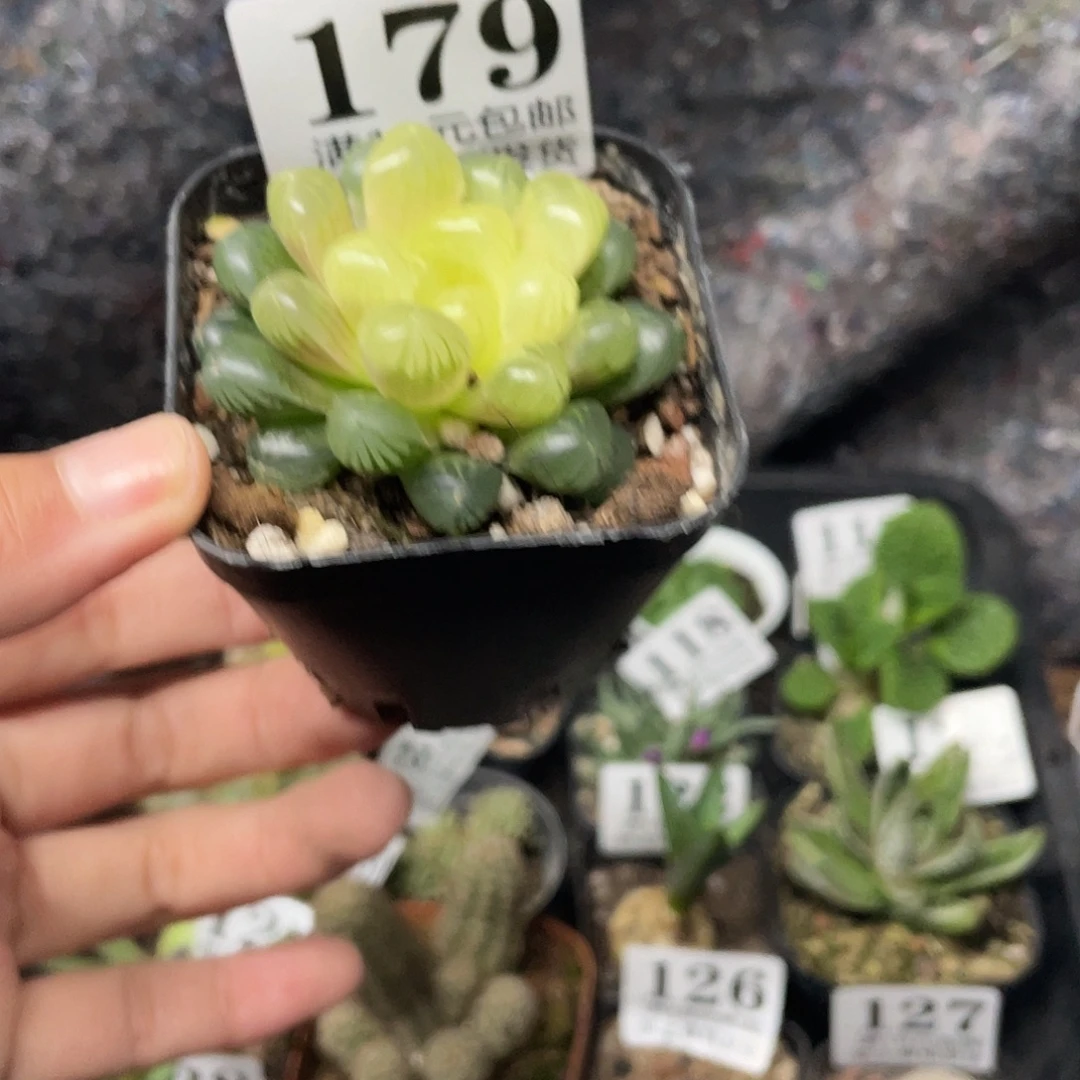 179琥珀玉露（满18元包邮）