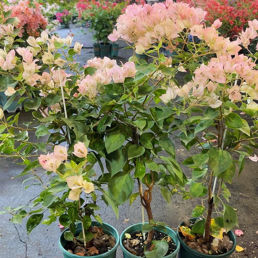 当前无花栽培后可以开花暗班五宝带竹一颗