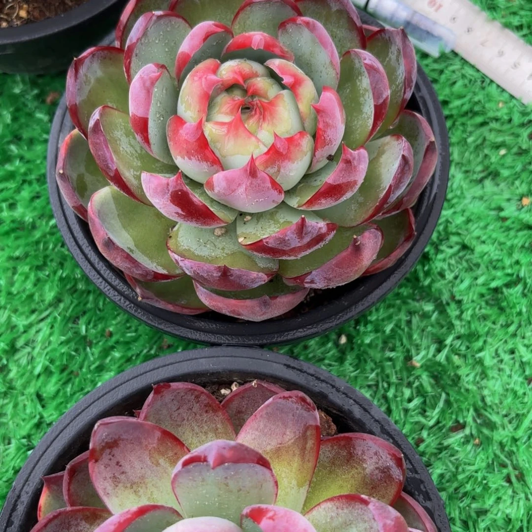 南***狗哈哈哈哈哈哈哈哈哈哈