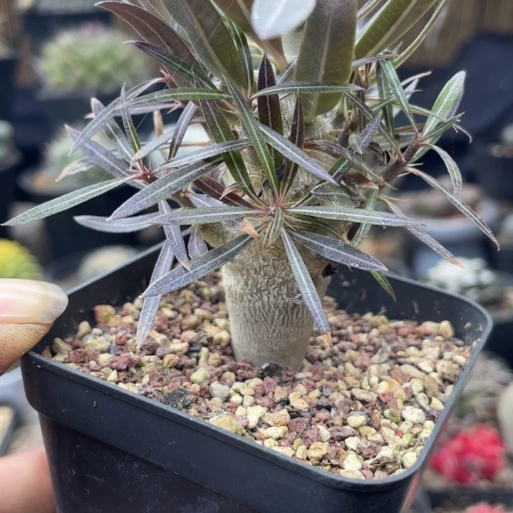 凯蒂棒槌一颗包邮