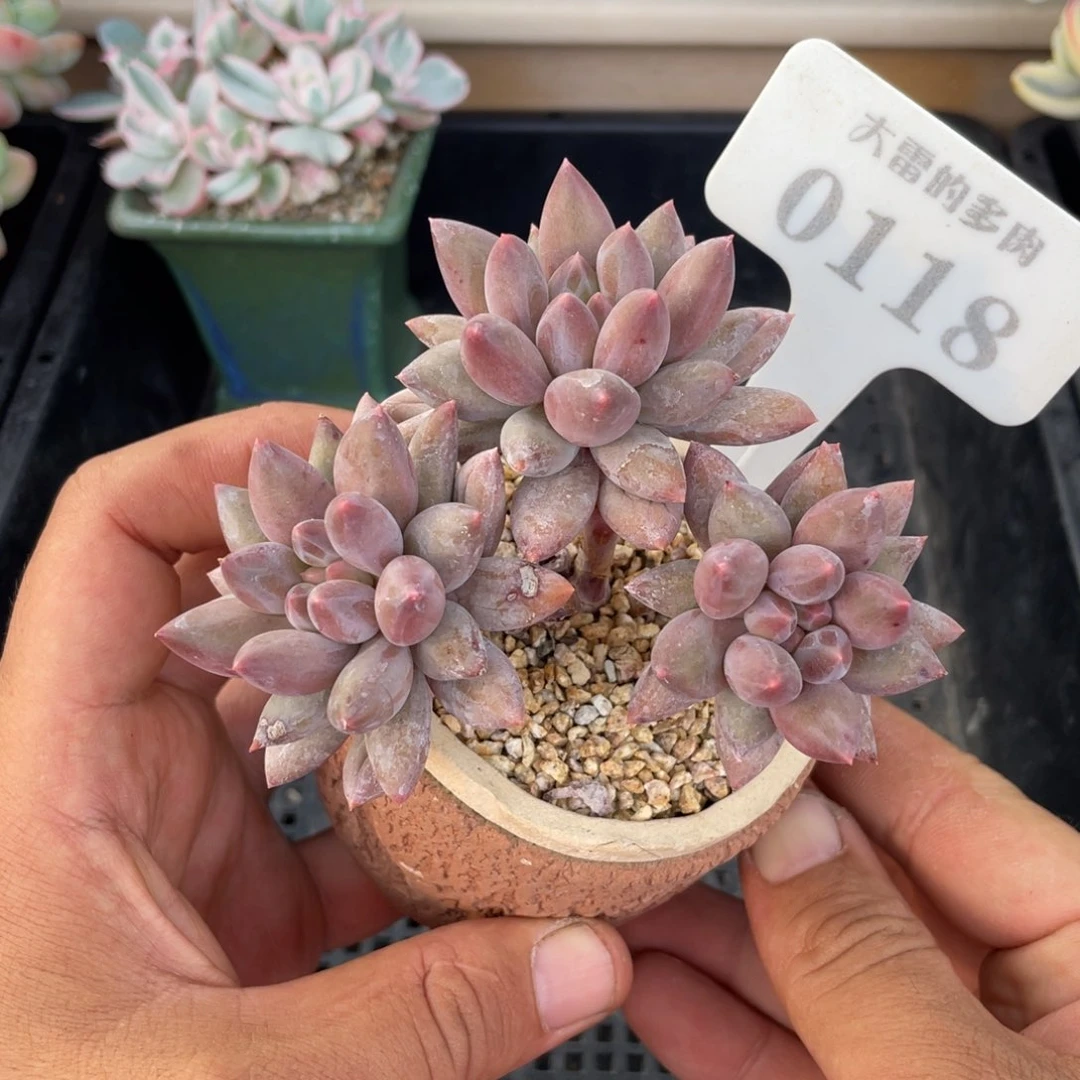 0118红蜻蜓不带盆10厘米