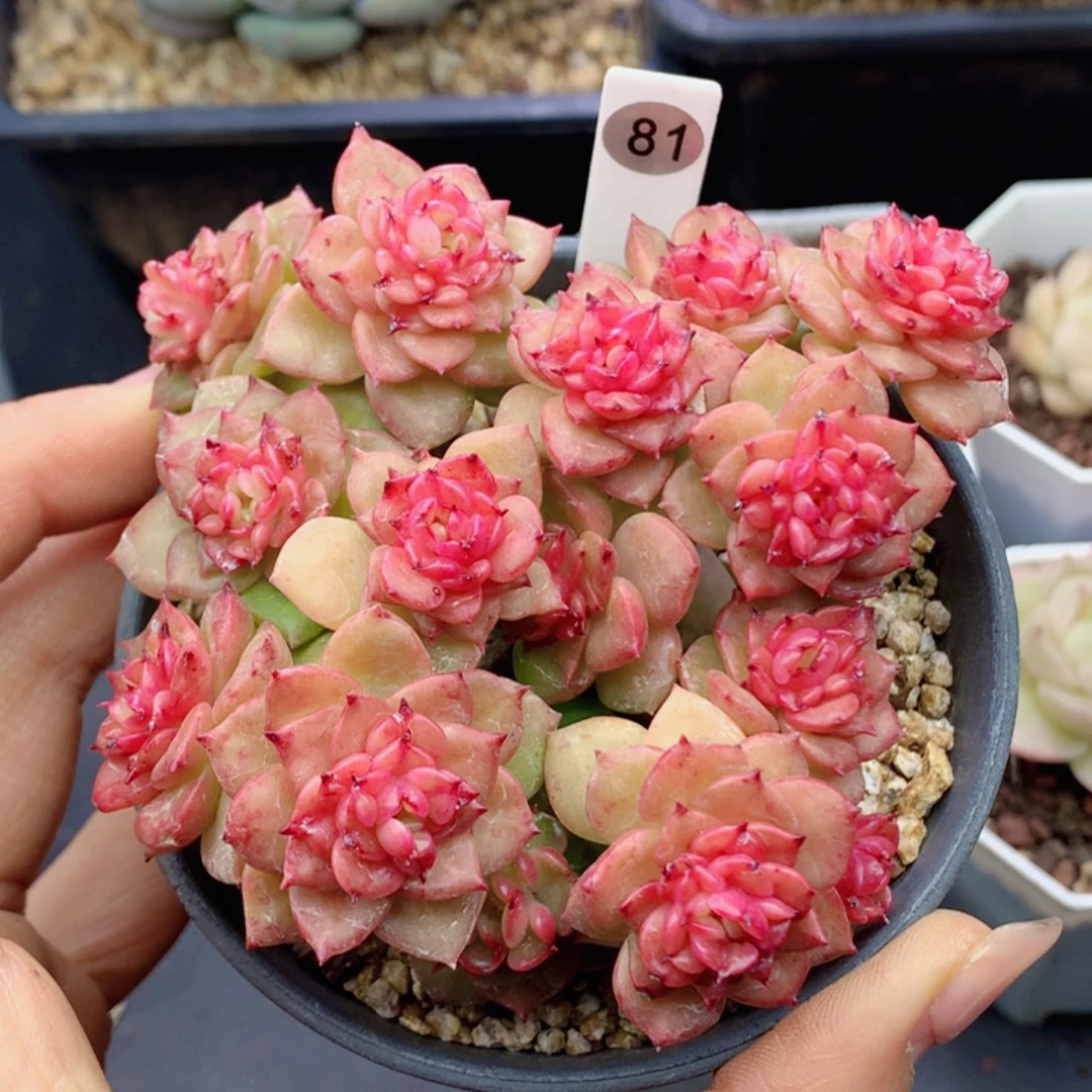 蜡牡丹58包邮  群生不包整81