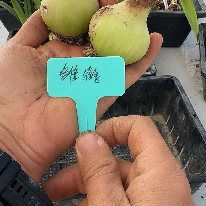 雏鹤朱顶红一棵5+